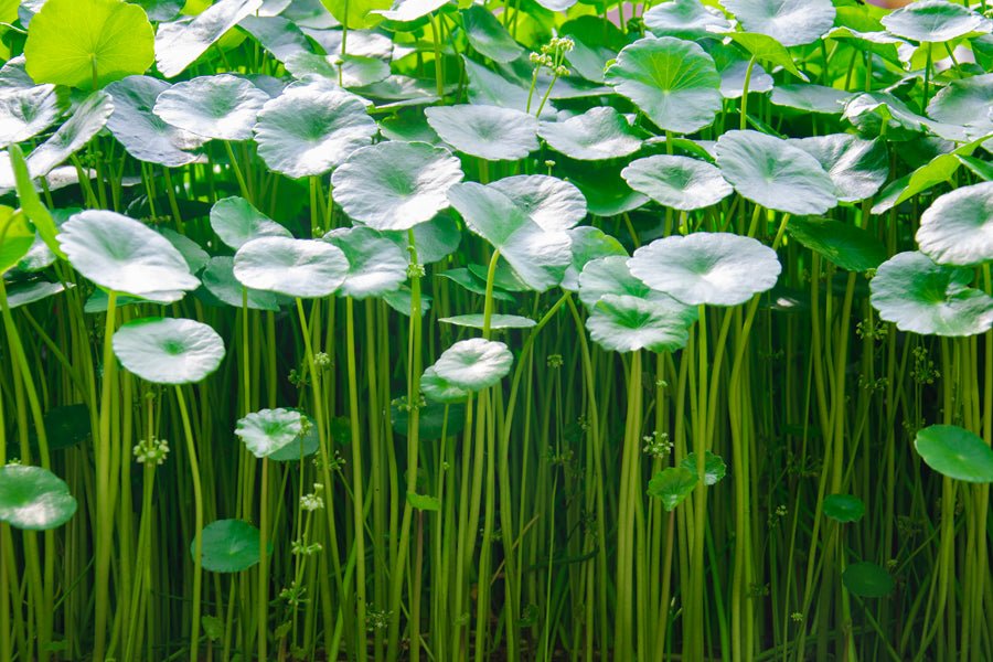 INGREDIENTES DESTACADOS: CENTELLA ASIATICA - iS CLINICAL - Tu piel, nuestra ciencia